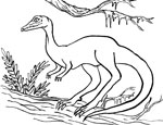 Coelophysis